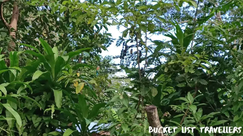 Guardabarranco - National Bird of Nicaragua sitting on green leafy tree