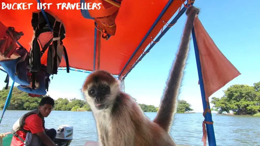 Monkey and Boat Driver on boat in Las Isletas