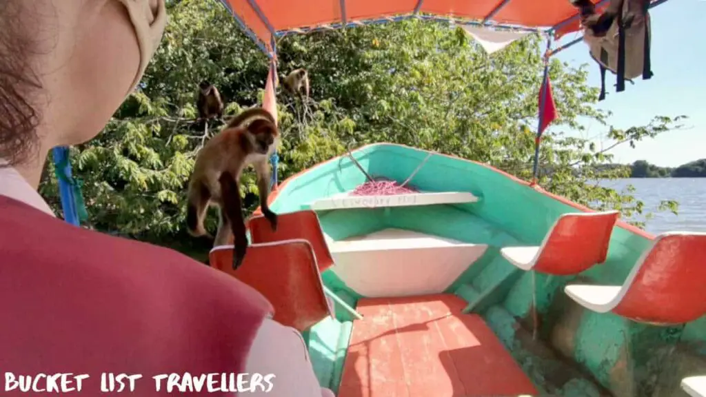 Monkey getting on tour boat at Monkey Island Las Isletas Nicaragua