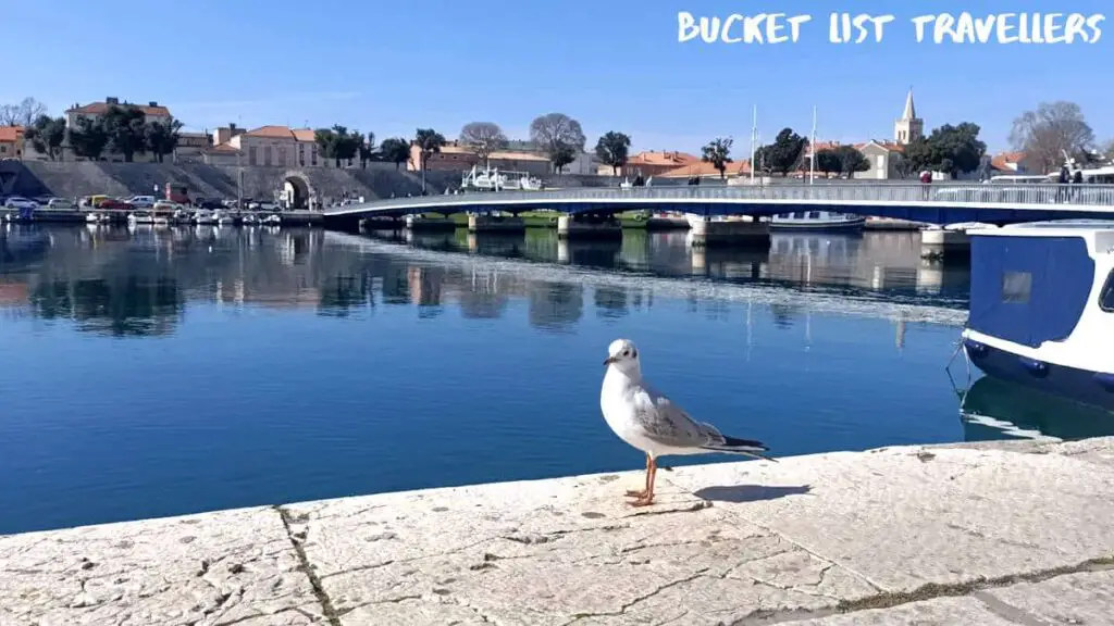 Seagull in front of Gradski Most bridge Zadar Croatia