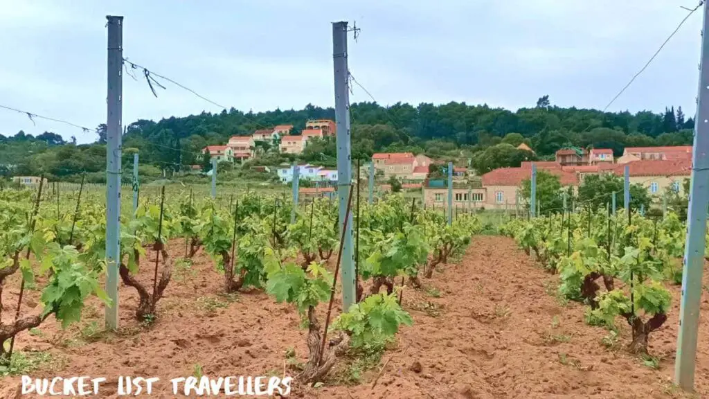 Popić Winery Korcula Croatia, Croatian vineyard