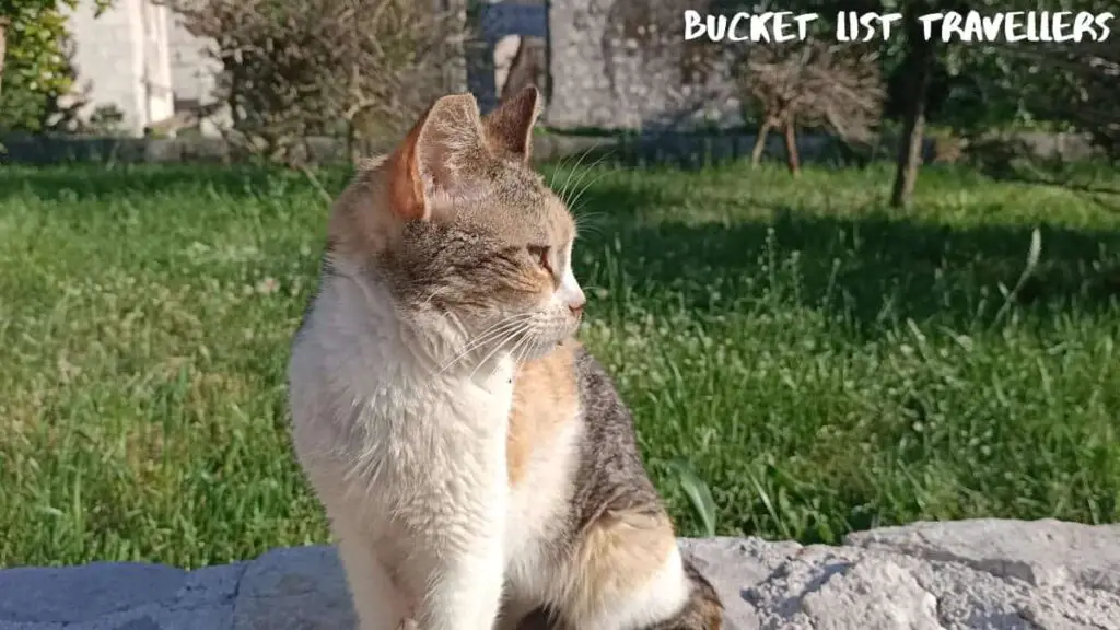 Cat of Kotor Montenegro