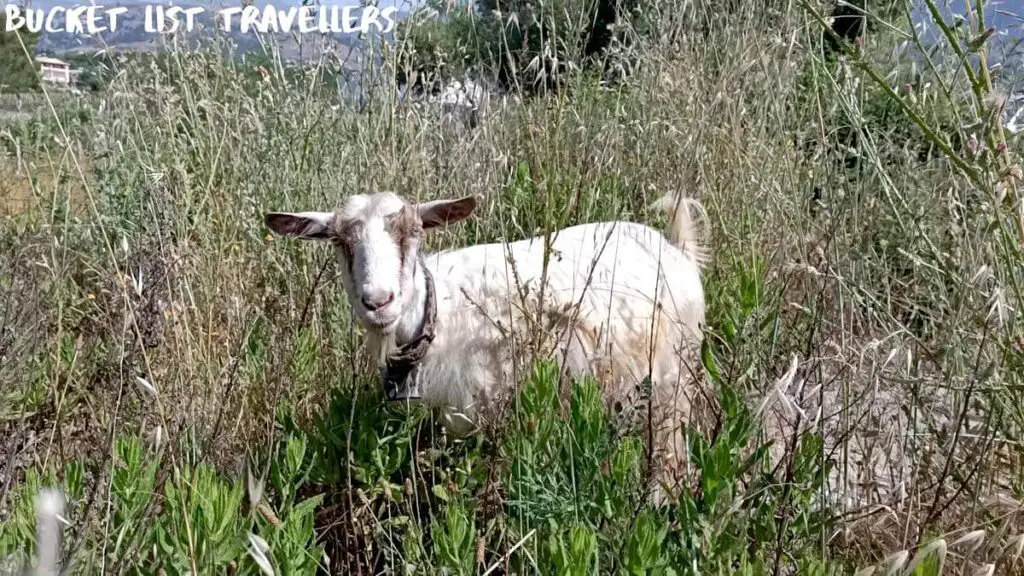 Goat near the walking trail from Himara to Jale Beach Himara Albania