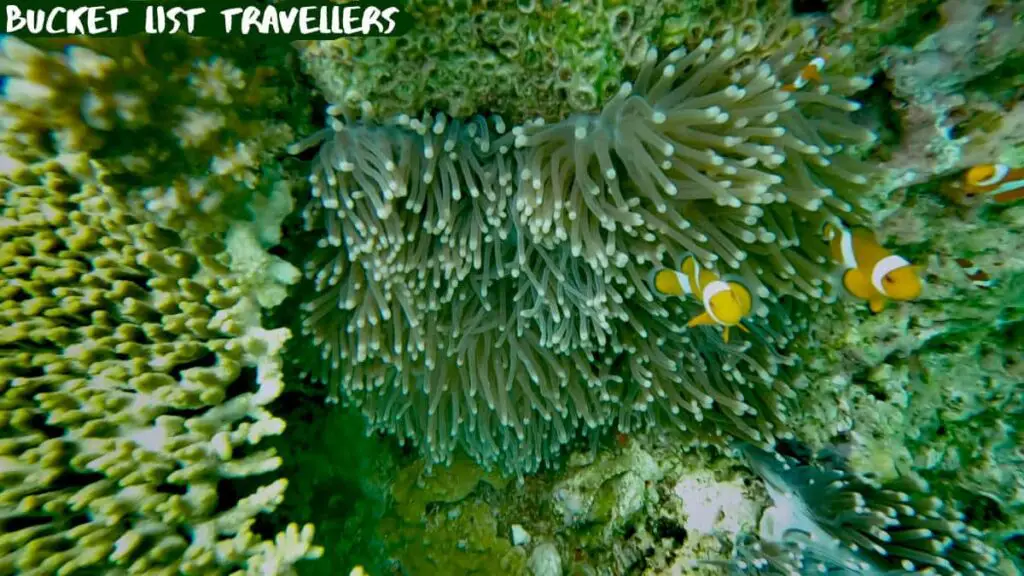 Coral and Clown Fish Redang Island Malaysia
