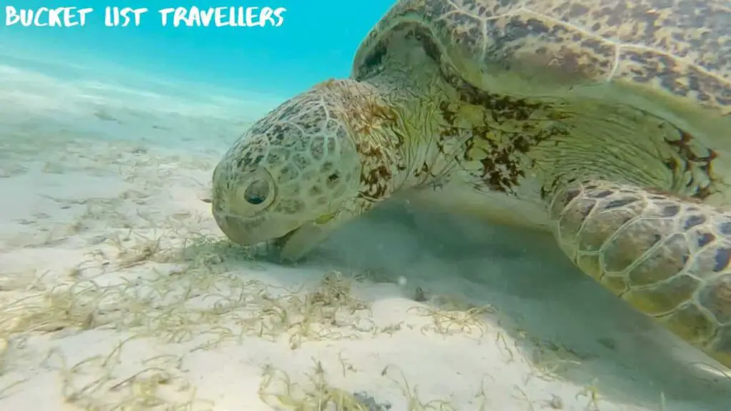 Turtle - Perhentian Islands Malaysia