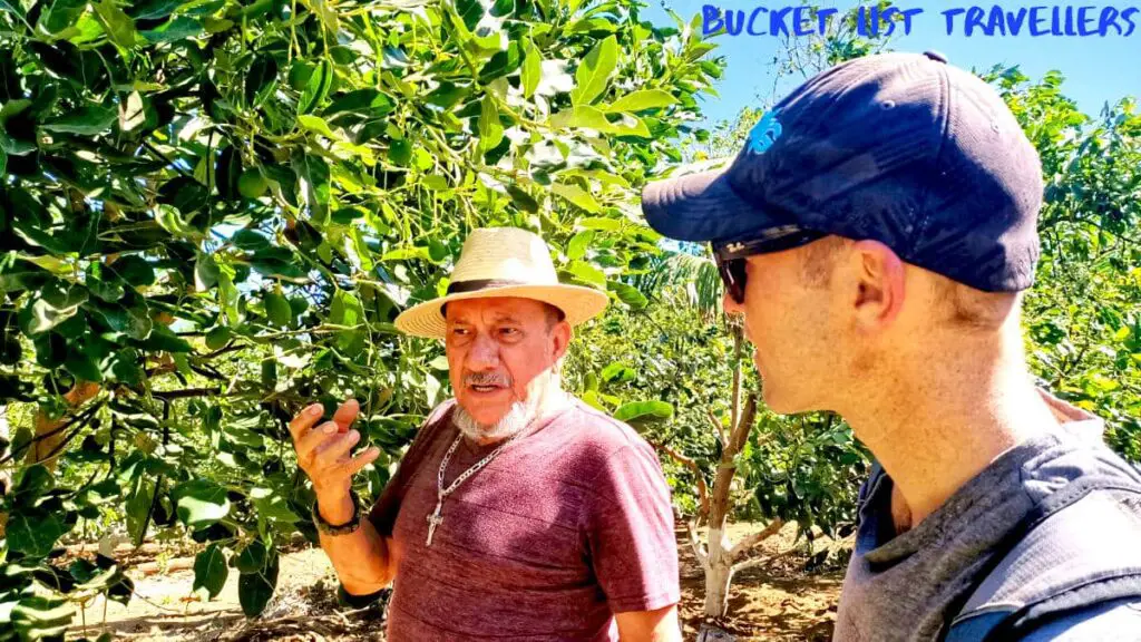Avocado Farm Tour Salcoatitan El Salvador