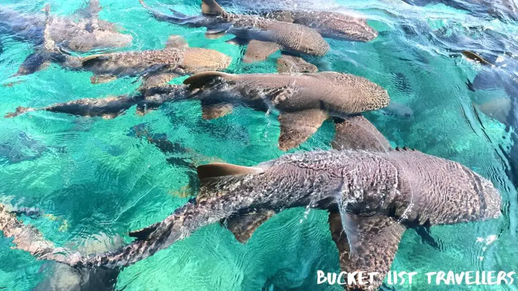 Sharks-Shark Ray Alley Belize