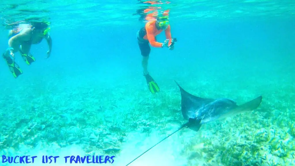 Snorkellers with Stingray-Shark Ray Alley Belize