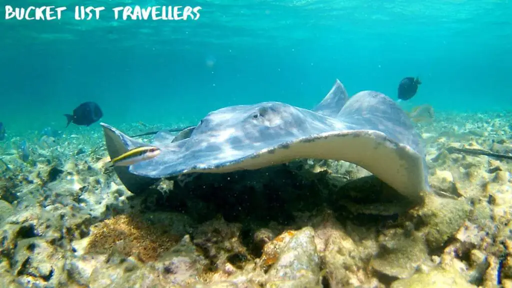 Stingray-Shark Ray Alley Belize