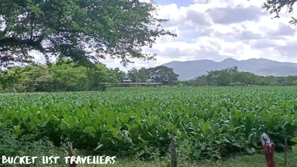 Tobacco Farm Esteli Nicaragua