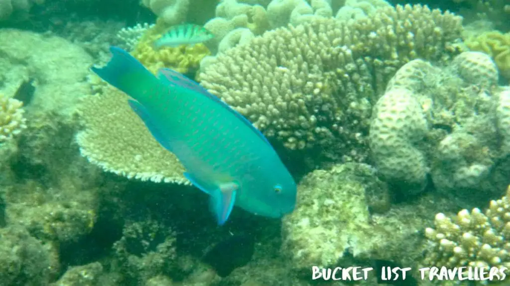 Great Barrier Reef Queensland Australia - coral